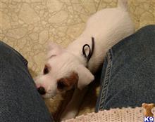 jack russell terrier puppy posted by Shady Grove